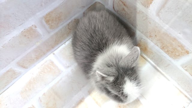 ライオンラビット