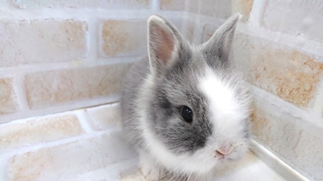 ライオンラビット