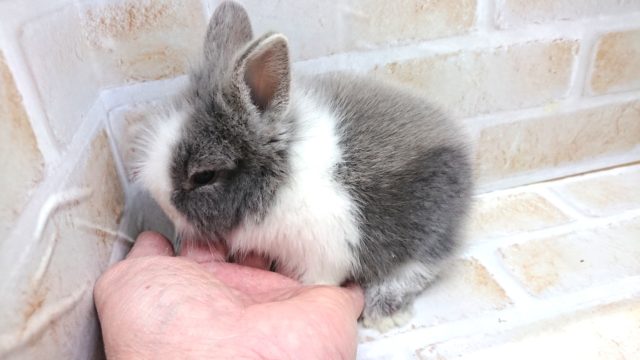 ゆるふわっ ライオンラビットきました!~~ ライオンラビット