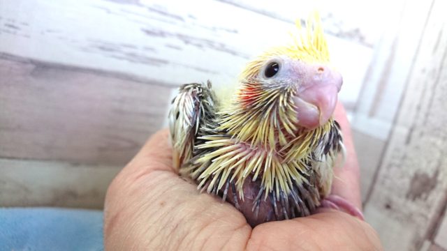 オカメインコ