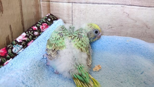 セキセイインコ