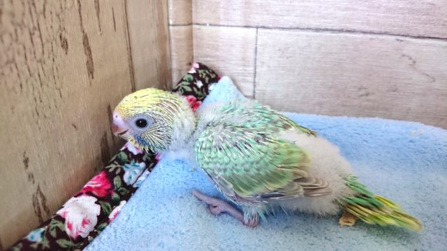 セキセイインコ