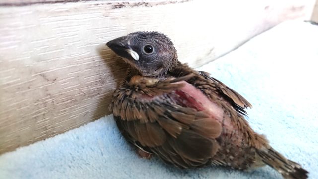 手のり鳥の代表!? 桜文鳥来ました~~ 桜文鳥