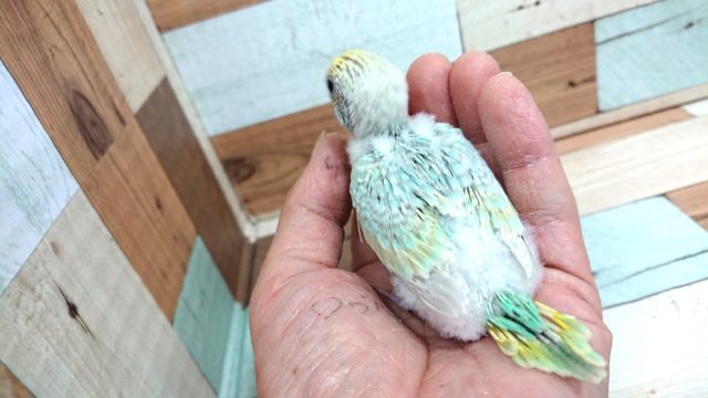 セキセイインコ