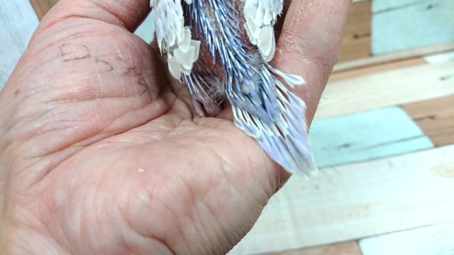 セキセイインコ