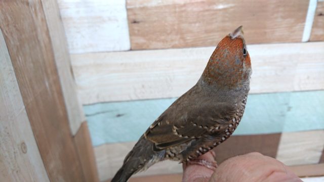 オオイッコウチョウ