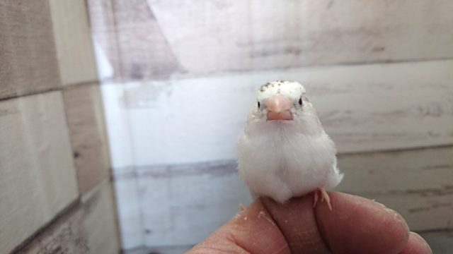 錦花鳥（キンカチョウ）