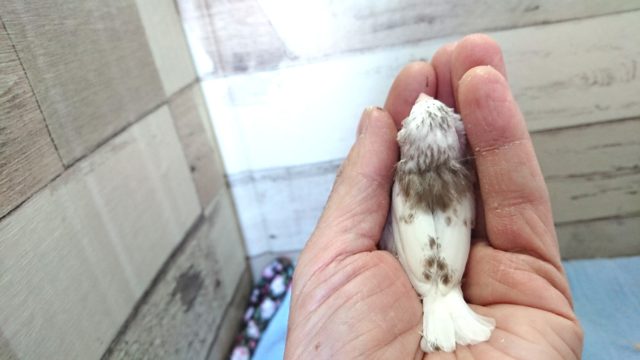 小さくも良く馴れますよ~キンカチョウ 2020 12月25日 錦花鳥(キンカチョウ)