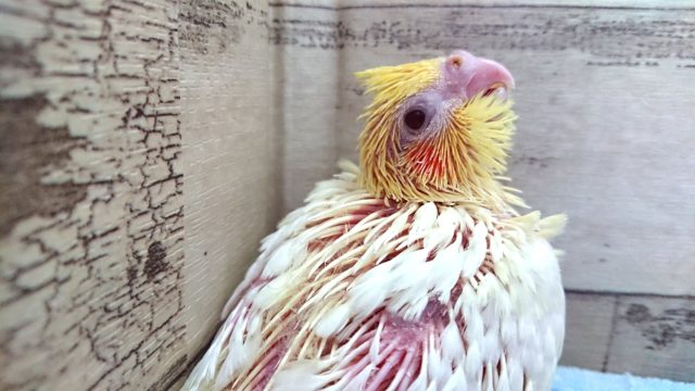 オカメインコ