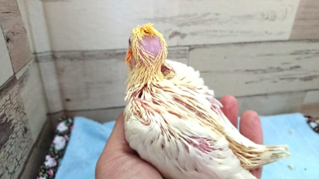 オカメインコ