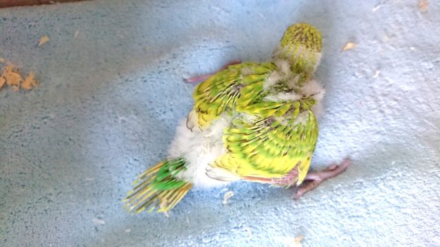 セキセイインコ