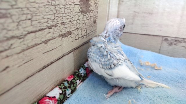 羽衣セキセイインコ