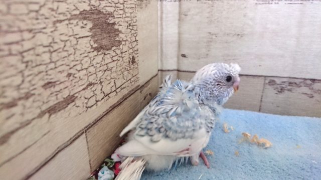 羽衣セキセイインコ