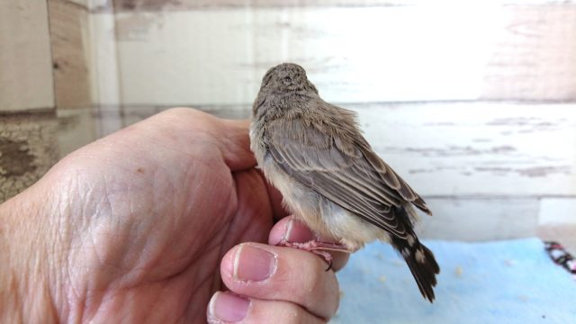 錦花鳥（キンカチョウ）