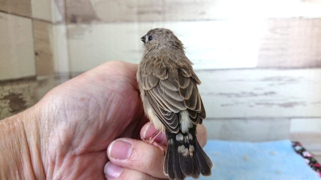 錦花鳥（キンカチョウ）