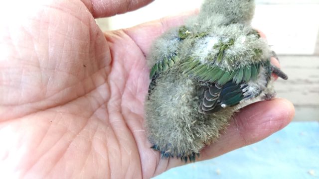 コザクラインコ（小桜インコ）