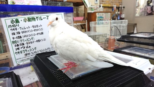 超ホヤホヤ最新画像☆12月28日撮影~ 手乗りなの!?ギンバト先輩〜! ギンバト