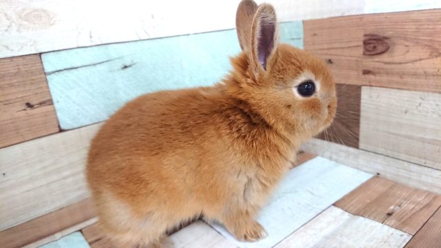 ミニウサギ