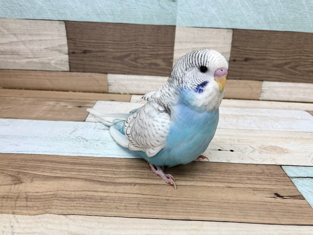 ジャンボセキセイインコ