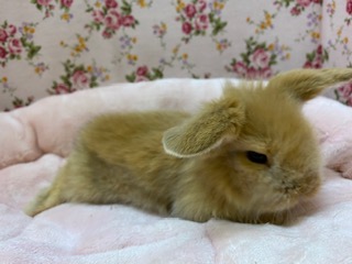 マイペース☆ツンデレ顔??(笑)ロップイヤー☆ ロップイヤーラビット