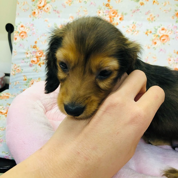 ミニチュアダックス