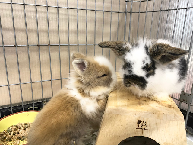 ライオンラビット