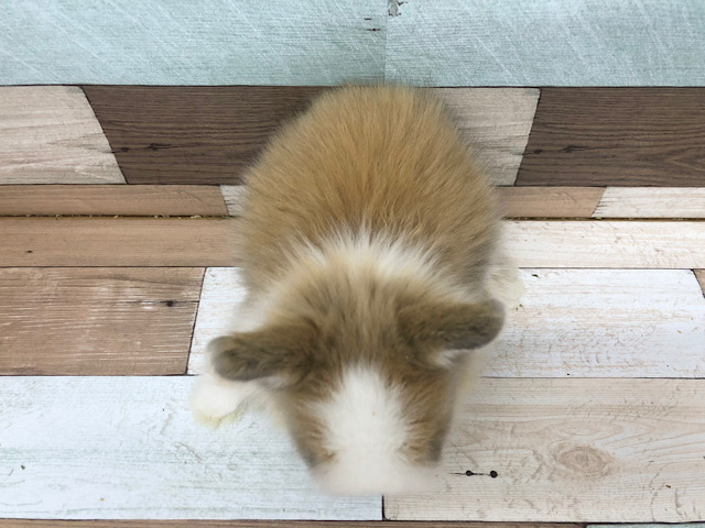 ライオンラビット