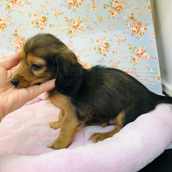 ミニチュアダックス