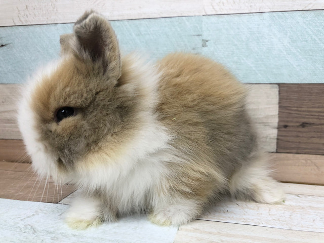 ライオンラビット