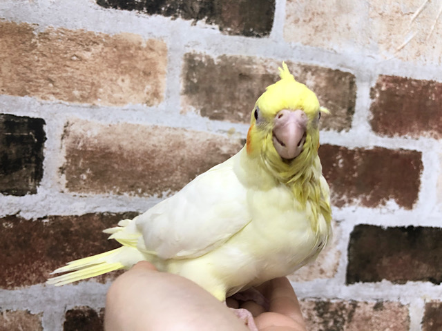 オカメインコ