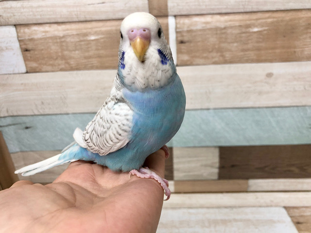 ジャンボセキセイインコ