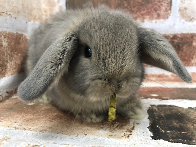 ロップイヤーラビット