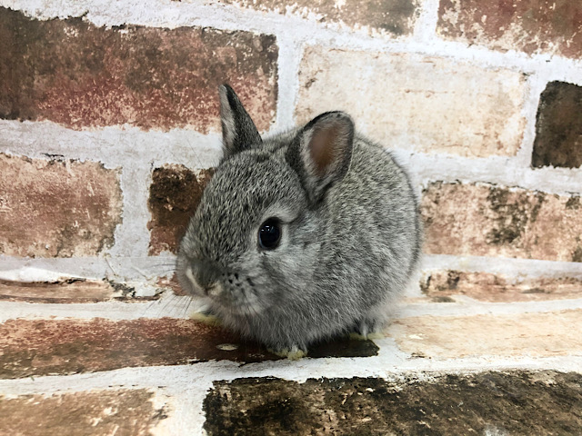 ネザーランドドワーフ