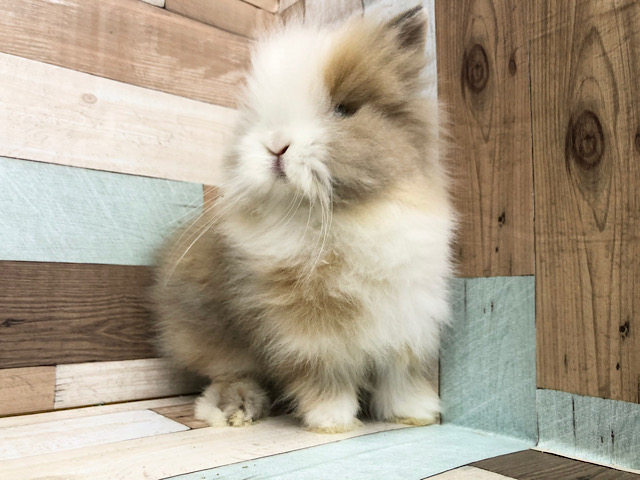 ライオンラビット