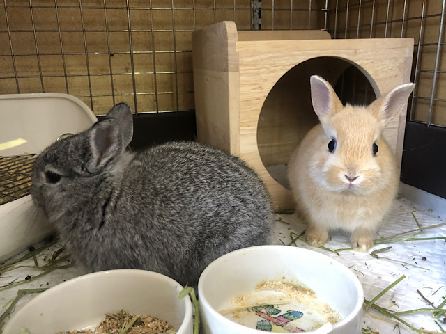 ネザーランドドワーフ