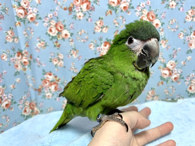 コミドリコンゴウインコ