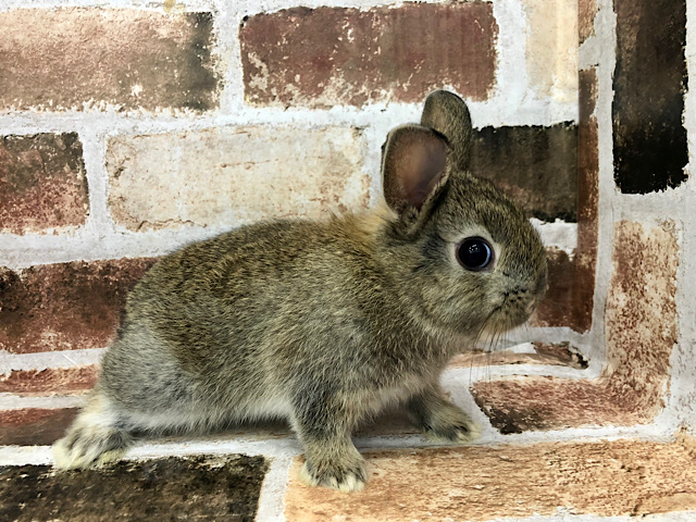 ネザーランドドワーフ