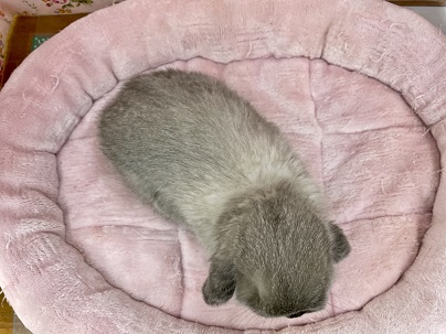 ホーランドロップ