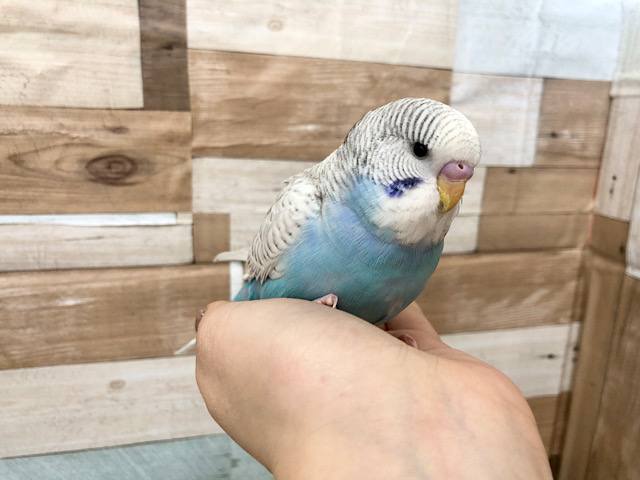 ジャンボセキセイインコ