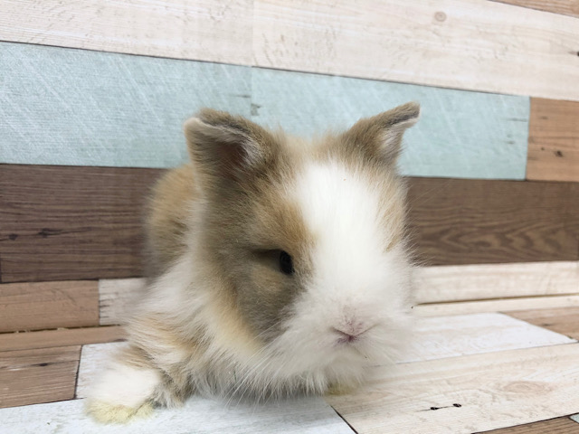 ライオンラビット