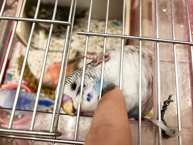 ジャンボセキセイインコ