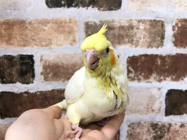オカメインコ
