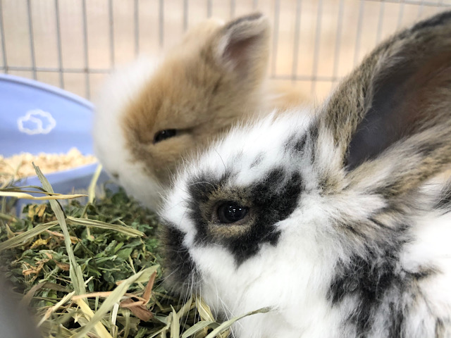 ライオンラビット