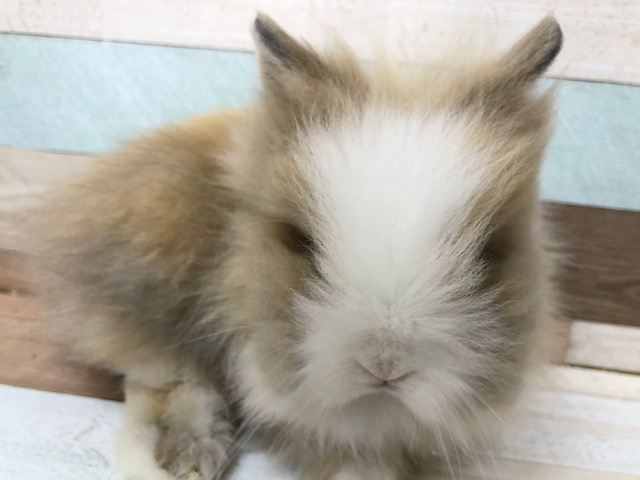 ライオンラビット