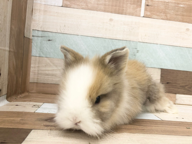 ライオンラビット