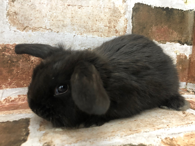 ロップイヤーラビット