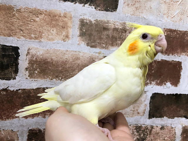 オカメインコ