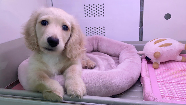 ミニチュアダックス