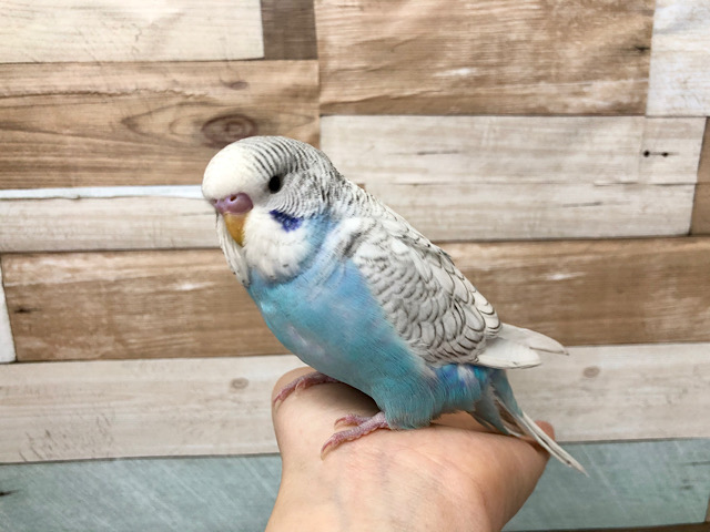 ジャンボセキセイインコ