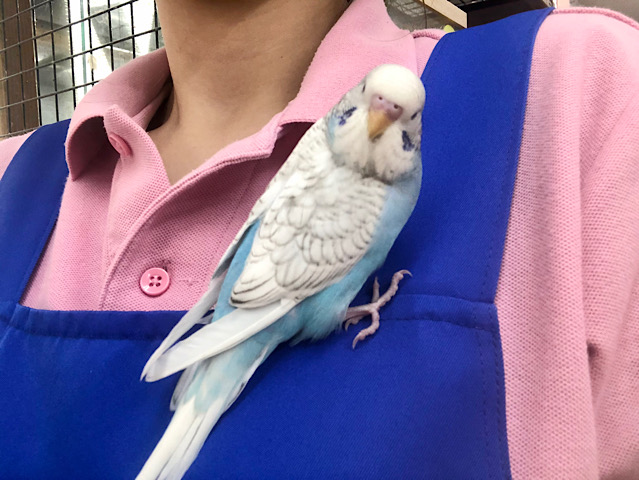 ジャンボセキセイインコ